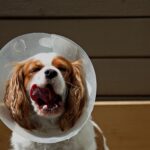 Cute dog with a protective cone enjoying the outdoors.