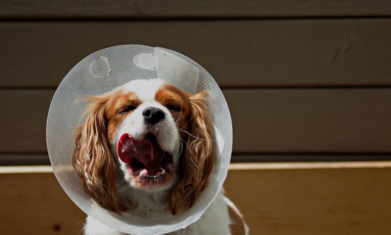 Cute dog with a protective cone enjoying the outdoors.