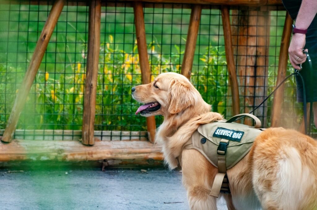 National Service Dog Month
