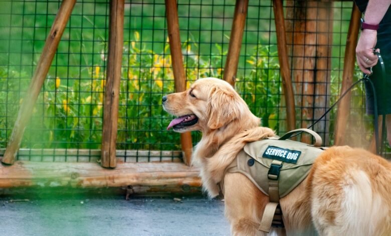 a golden retriever wearing a green vest and leash