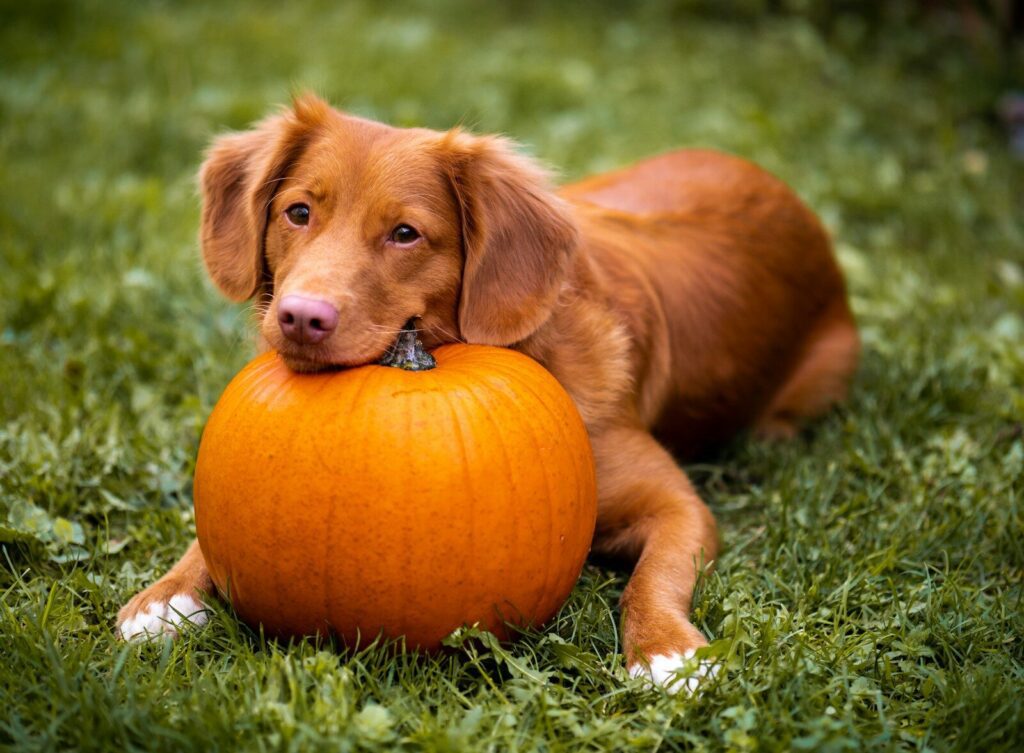 Pups at the Patch – Spring Valley