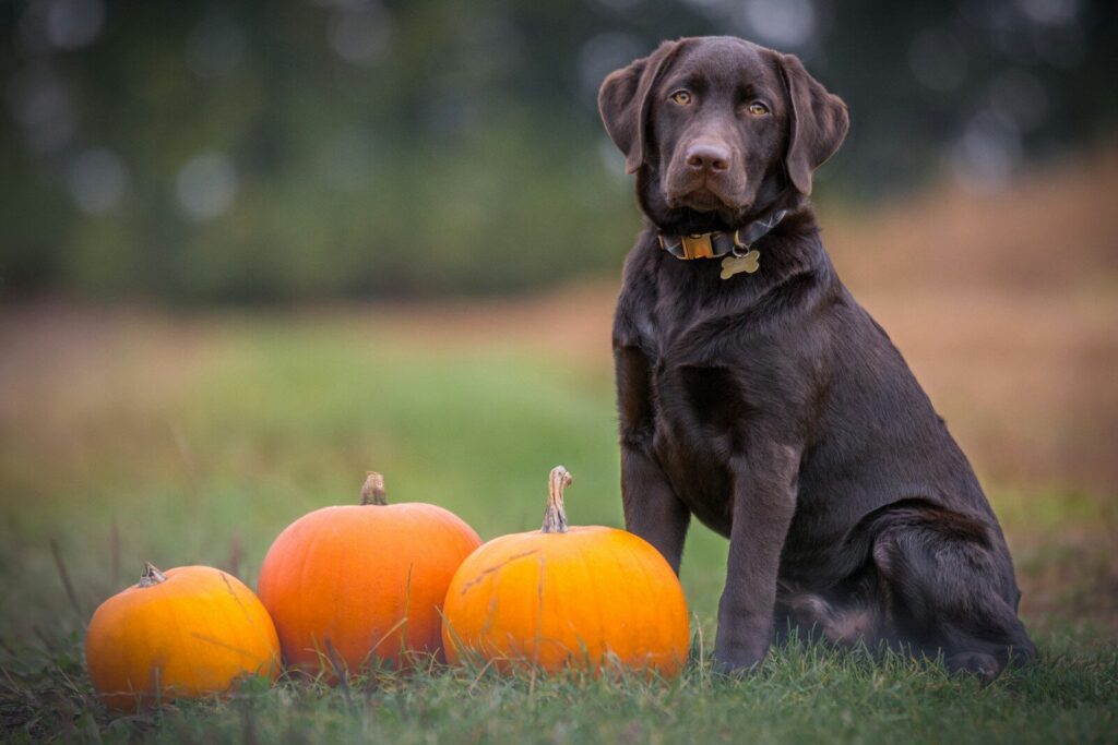 Puptober Fest Dog Brew Tasting