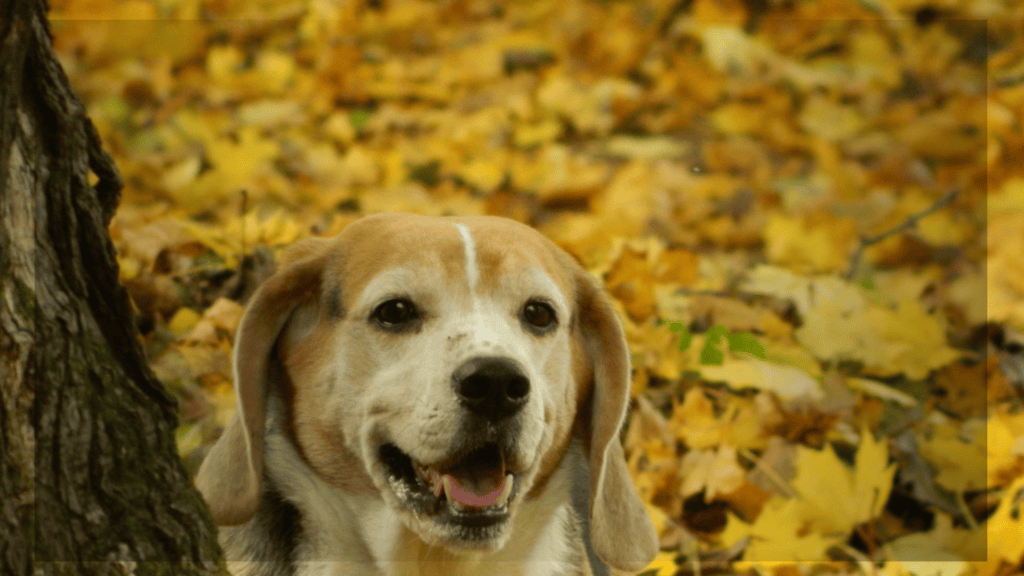 Fall in for Beagles!