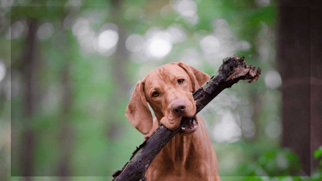 Canine Food & Environmental Intolerance Testing