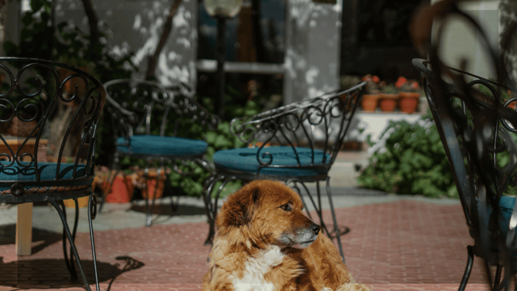 Pups on the Patio @ Pignic