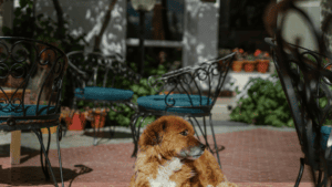 Pups on the Patio @ Pignic