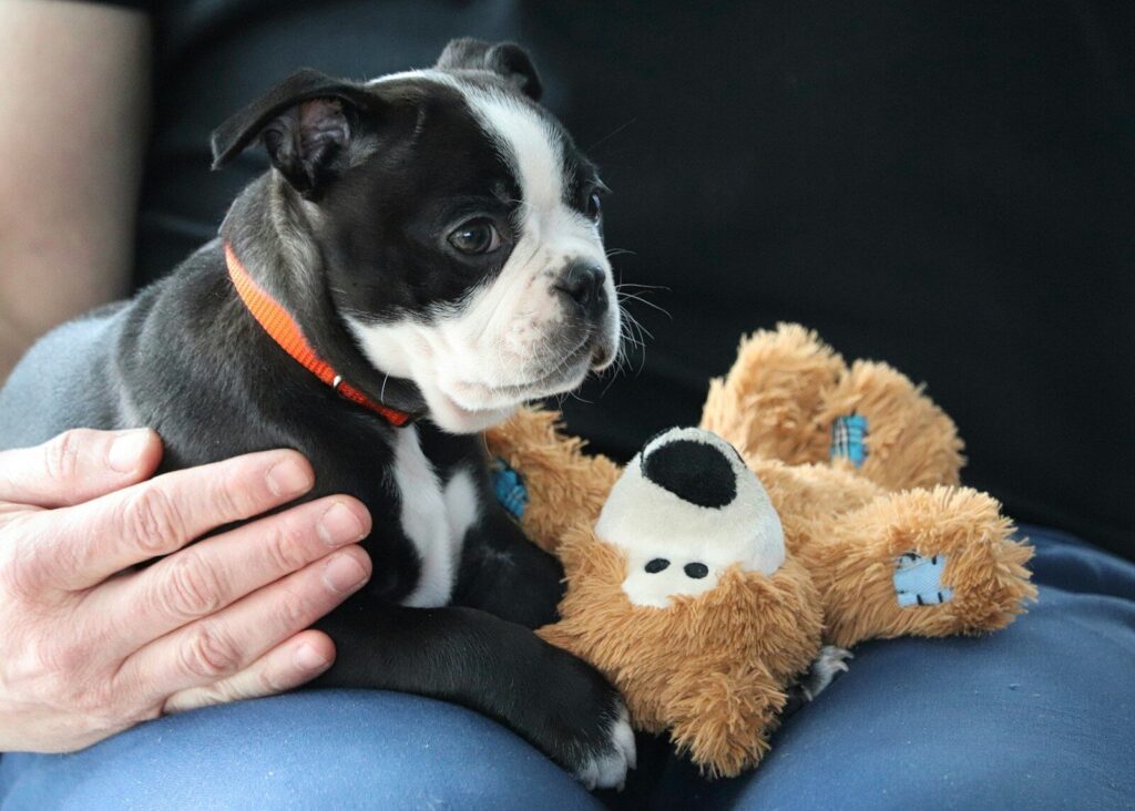 Low-Cost Vaccine & Microchip Clinic – Elko