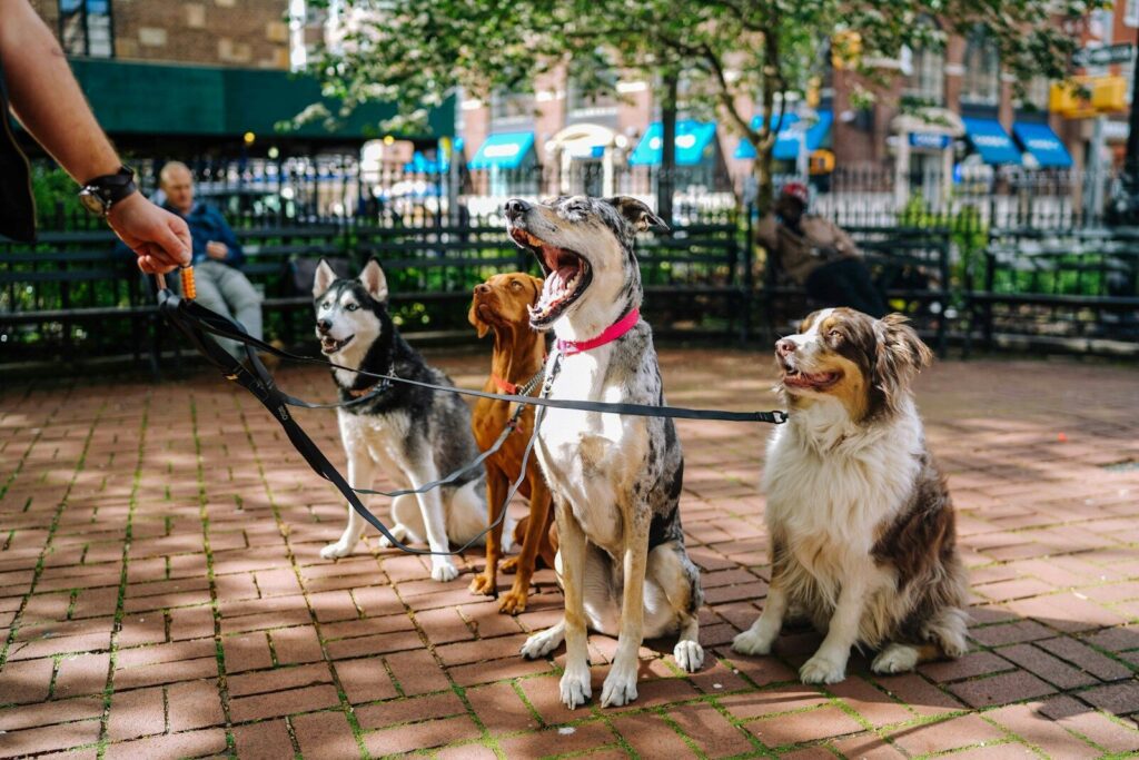 Paws In The Park