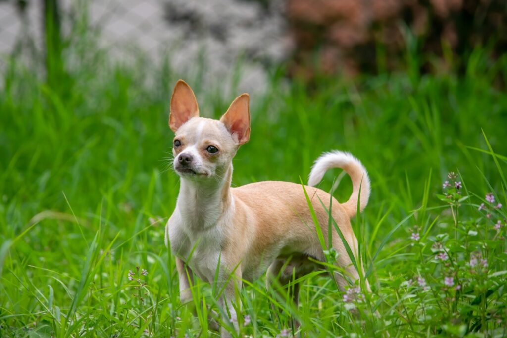 Tea Cups & Chihuahuas Meetup