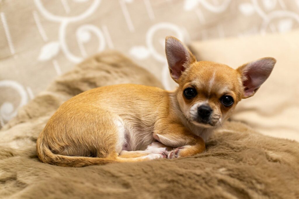 National Pepperoni Pizza Day Adoption