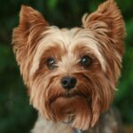 adult tan Yorkshire terrier