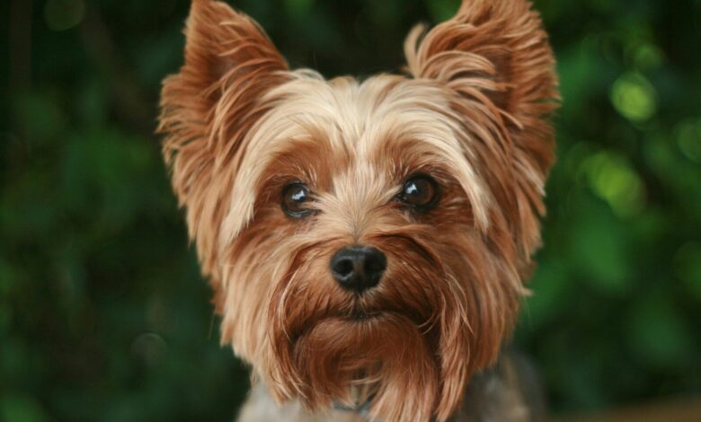 adult tan Yorkshire terrier