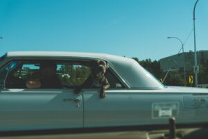Paw-lloween Lowrider Trunk or Treat