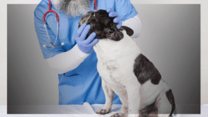 Low Cost Spay & Neuter for Bully Breed Dogs