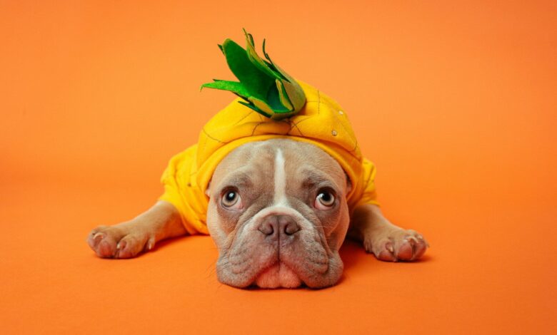 brown and white short coated dog wearing yellow and green shirt lying on orange textile