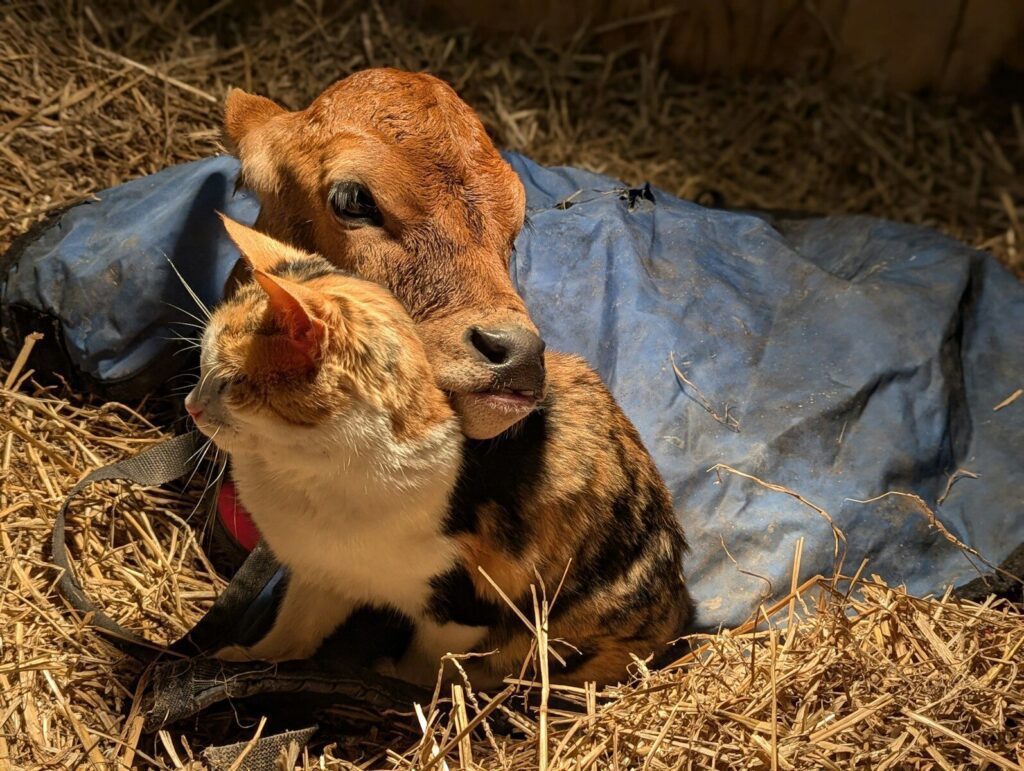 Cuddles for a Cure