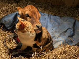 Cuddles for a Cure