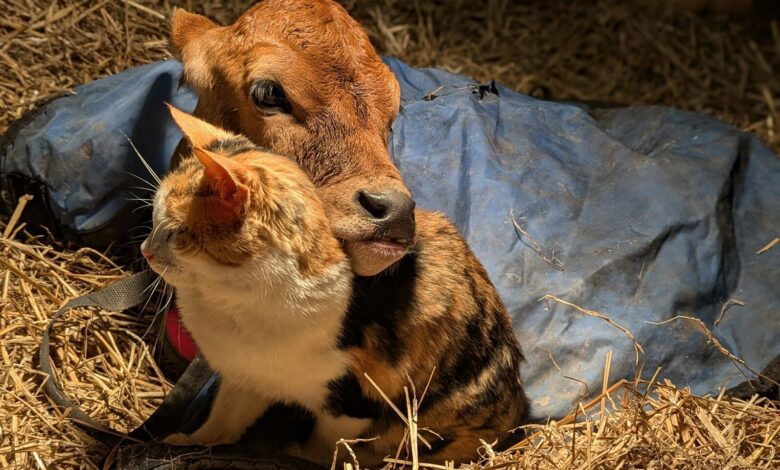 A cat sitting on top of a pile of hay next to a cow