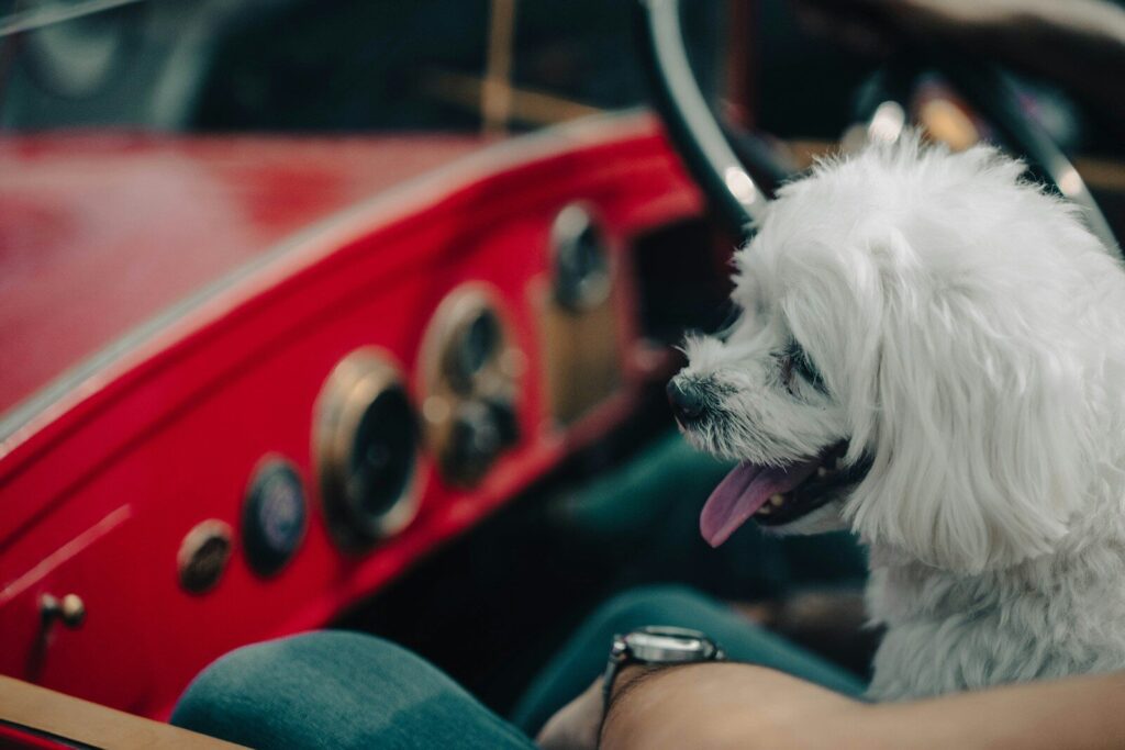 Fill The Truck Pet Food Drive & Car Show