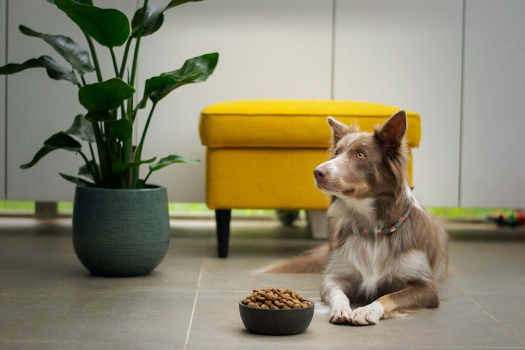 Canine Nutrition Pup Up Testing