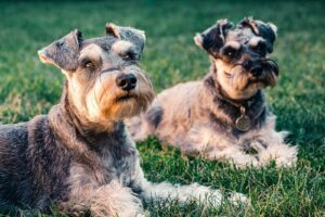 Vegas Schnauzer Meetup