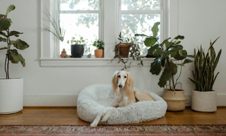 white and brown short coated dog lying on white pet bed
