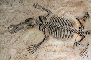 Pleistocene Palooza - National Fossil Day