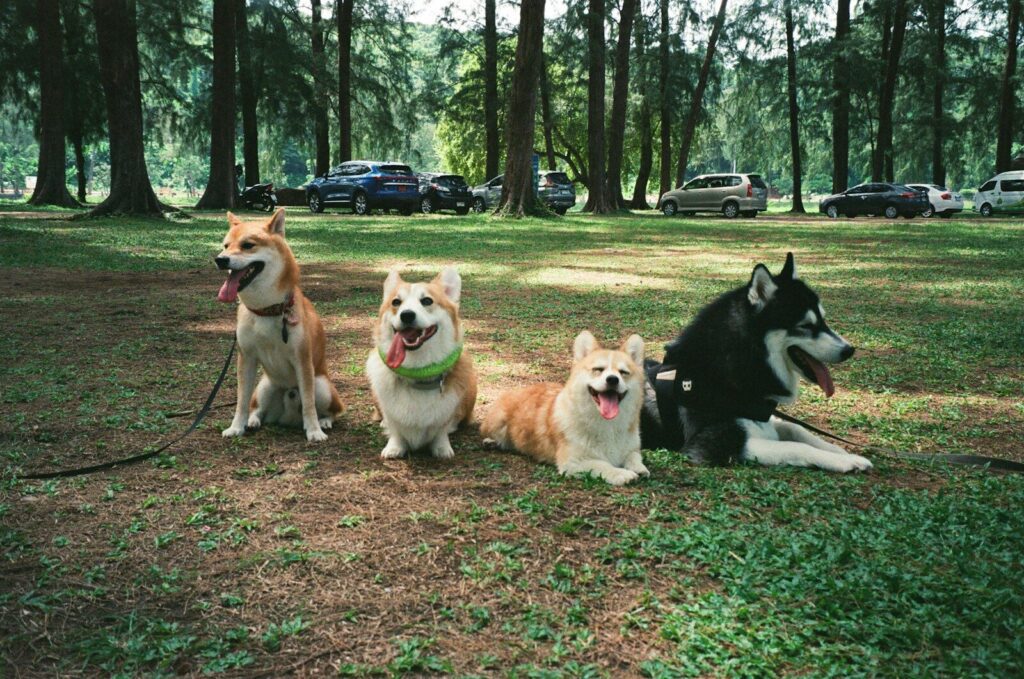 Pets In The Park