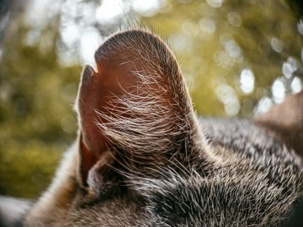 a close up of a cat's head with trees in the background