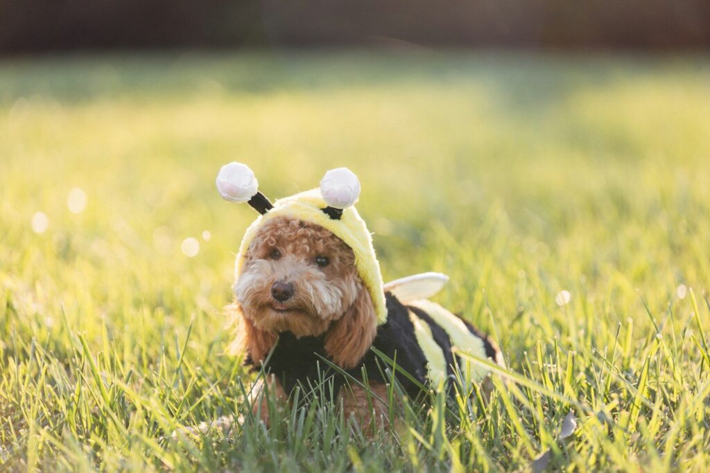 Dog Parade & Costume Contest – Reno