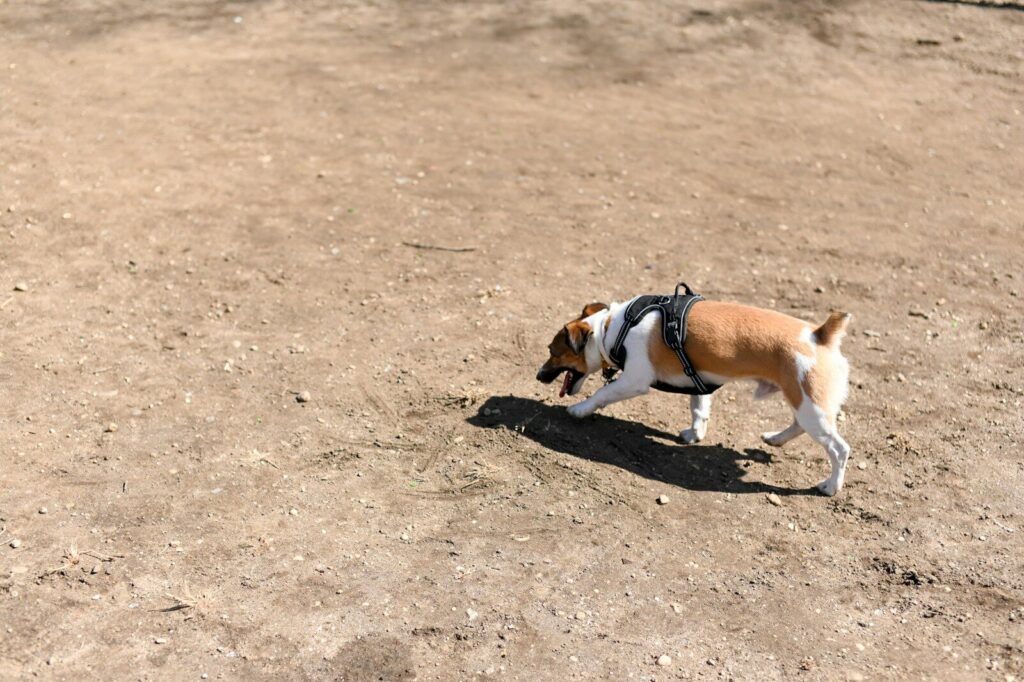 2 brown and white short coated dogs running on brown sand during daytime