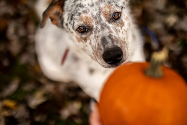a dog holding a pumpkin in its mouth