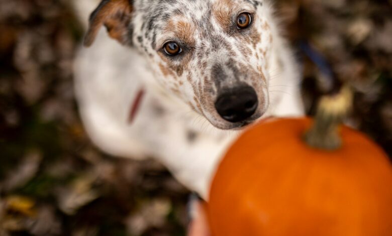 a dog holding a pumpkin in its mouth