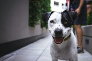Pawsitive Difference Special Adoption Event