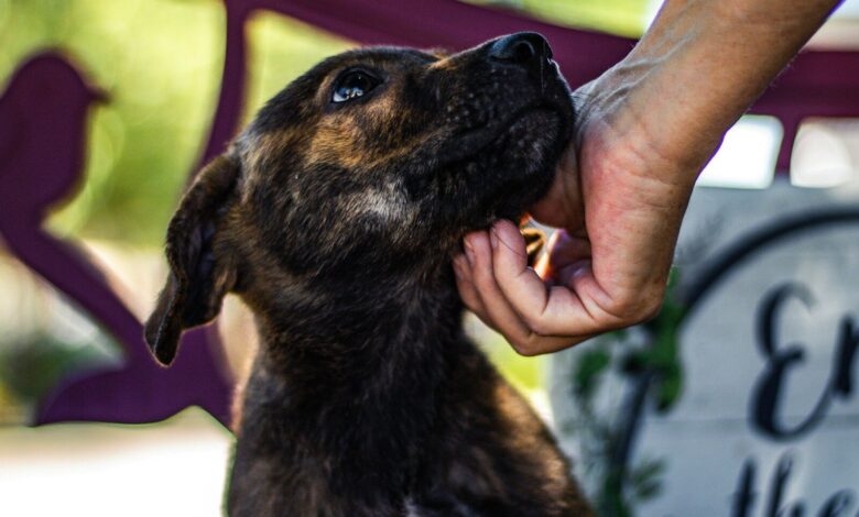 person holding brown and white short coated dog