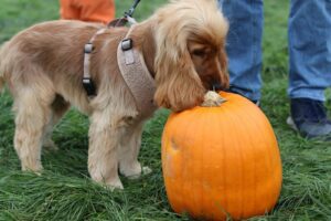 Paws, Pumpkins & Puptails