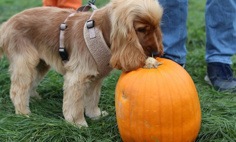 A cocker spaniel dog sniffs a large pumpkin