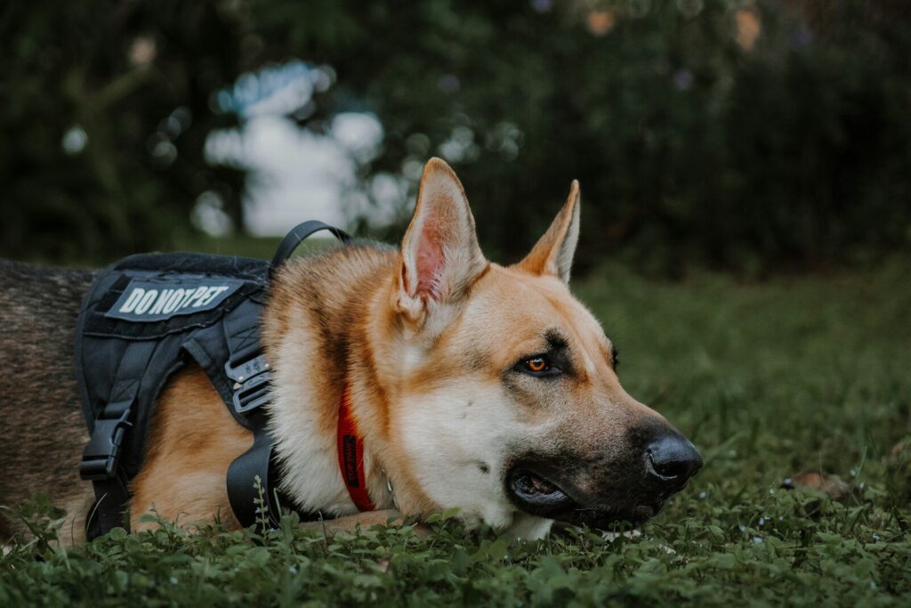 K9 Trial & Training Event