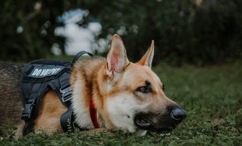a dog laying in the grass wearing a vest