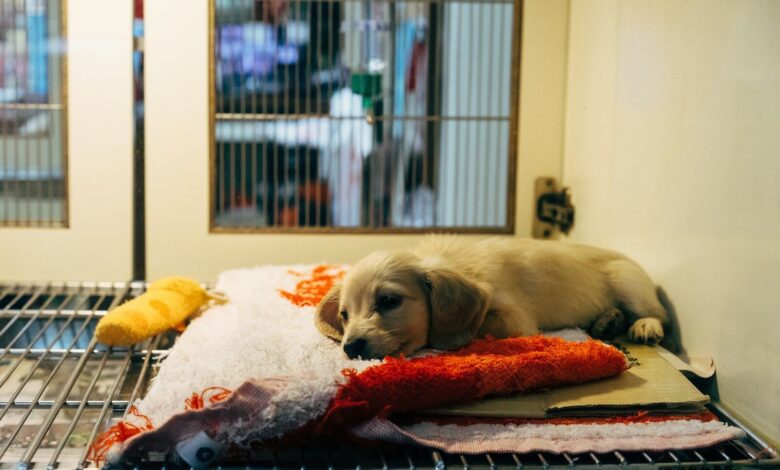 fawn pup on red and white textile