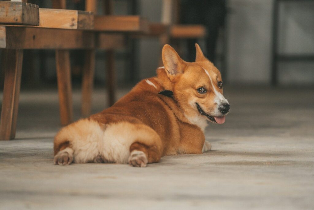 Basic B*tch Fall Pawty