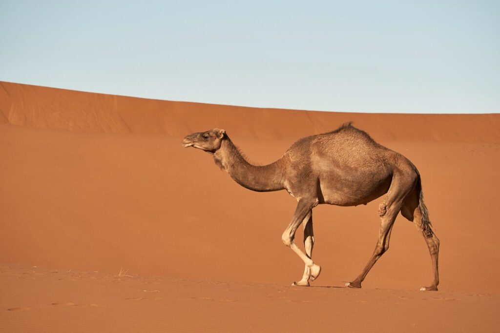 Humpday 5K