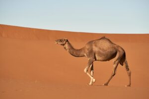 Humpday 5K