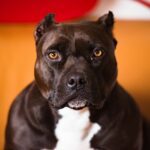 selective focus photography of brown and white American pit bull terrier