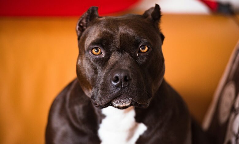 selective focus photography of brown and white American pit bull terrier