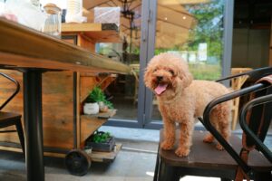 Dinner With Your Dog - Reno