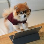 brown and white pomeranian puppy on macbook pro