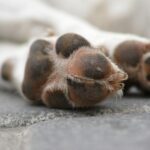 brown and white dog paw on gray concrete floor