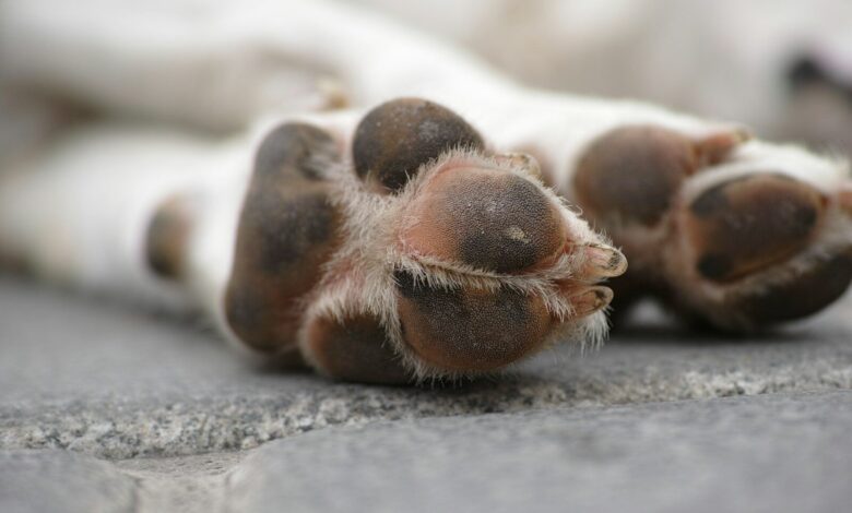 brown and white dog paw on gray concrete floor