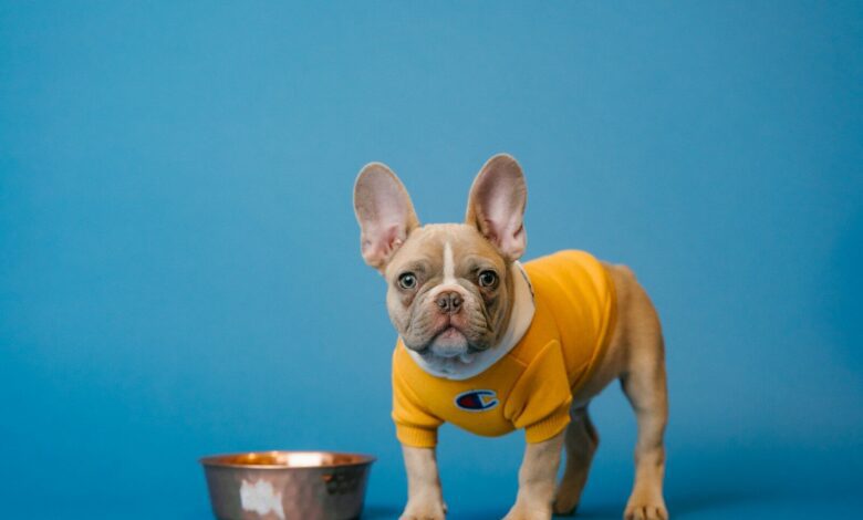 brown french bulldog in yellow shirt holding blue ceramic mug